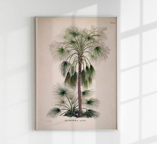 Vintage Kunstdruckposter „Livistona Humilis Tree“ mit klassischer botanischer Palmenillustration in warmen Erdtönen auf mattem Papier.