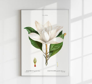 Fine-Art-Canvas-Poster mit elegantem Magnolienmotiv auf Premium-Canvas. Hochwertige botanische Kunst in verschiedenen Größen, rahmenlos für flexible Gestaltung. Perfekt für stilvolle Wohnräume und Geschenke.

