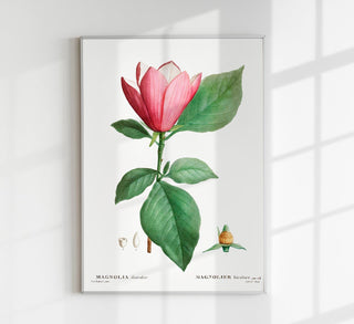 Fine-Art-Botanik-Poster mit bicolor Magnolia-Blüte auf Premium-Canvas. Kontrastreiche Floral-Kunst in hoher Qualität, rahmenlos für elegante Raumgestaltung und Geschenke.
