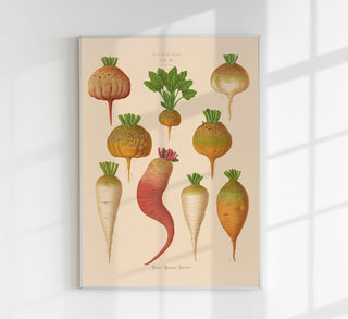 Mangelwurzel Botanisches Chart als Fine Art Canvas Poster: Wissenschaftliche und detailreiche Darstellung des Wurzelgemüses mit ästhetischem Vintage-Charme.
