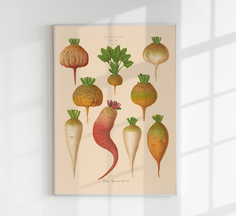 Mangelwurzel – Botanical Chart Poster | Fine Art Canvas — Patroa Studio