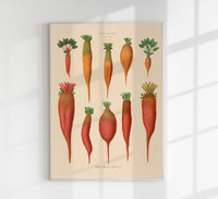 Chard Root - Botanical Chart Poster | Fine Art Canvas — Ansicht 1