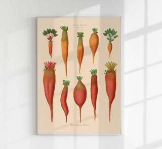 Botanisches Chart der Mangoldwurzel auf Fine Art Canvas: Präzise anatomische Darstellung mit Vintage-Ästhetik für botanikbegeisterte und Gärtner.
