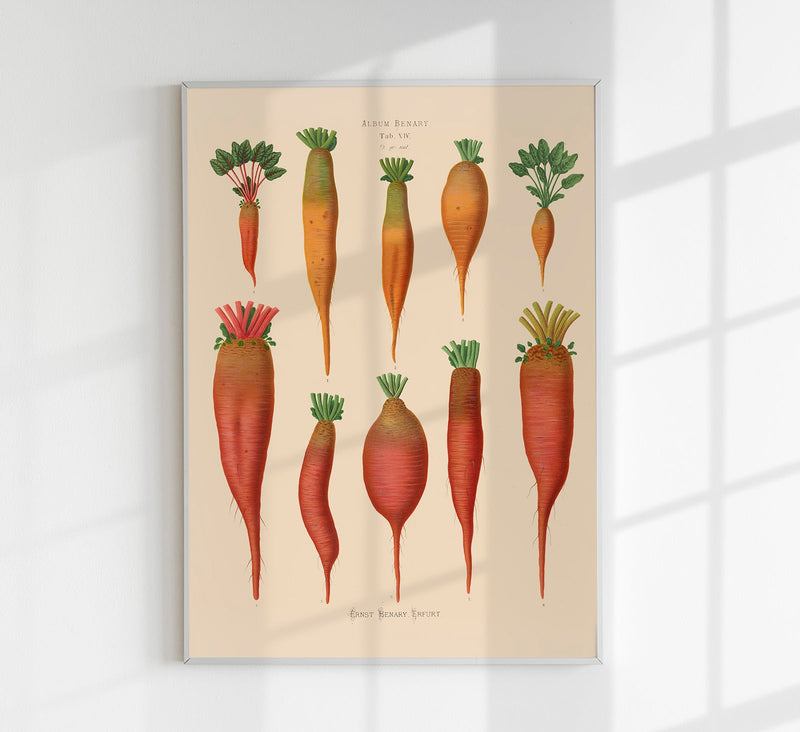 Chard Root - Botanical Chart Poster | Fine Art Canvas — Patroa Studio