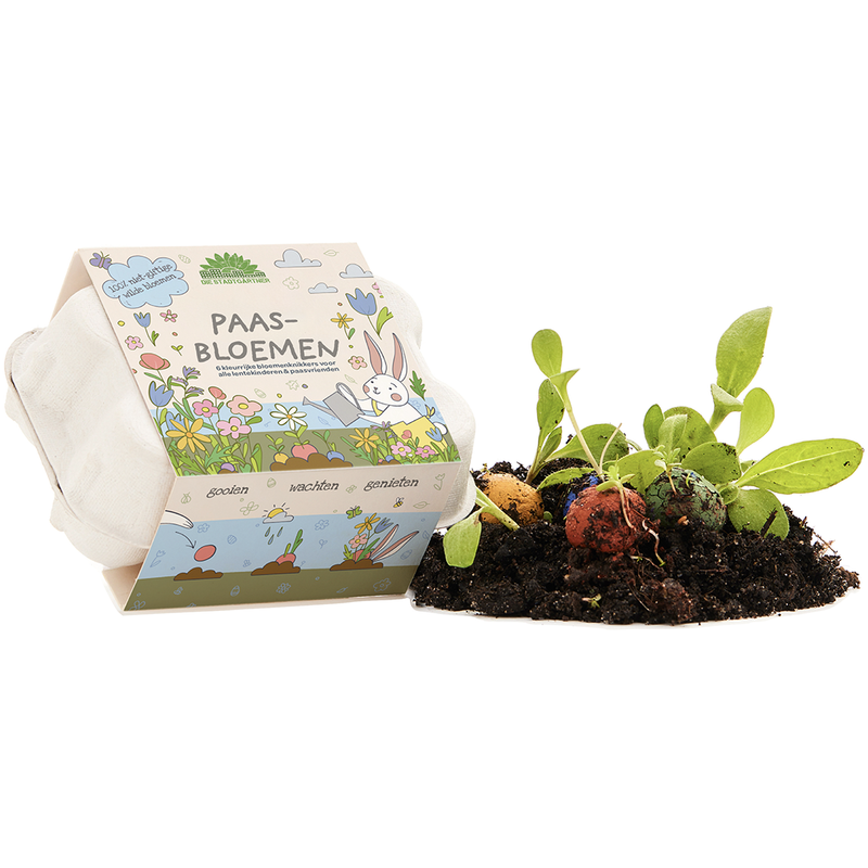 6 colourful flower seed balls in an egg carton – for sowing — Die Stadtgärtner