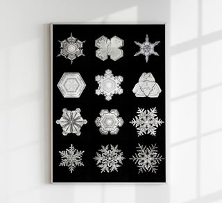 Snowflakes by Wilson Bentley - Black and White Macro Photography Art Print