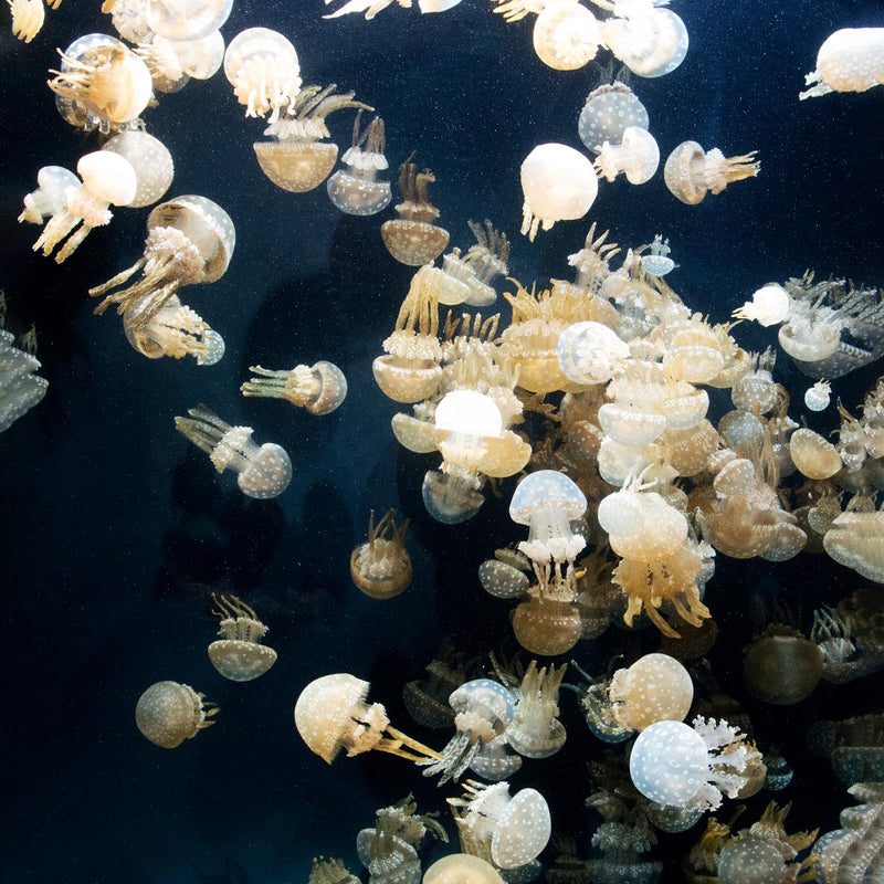 Jellyfishes, The Monterey Bay Aquarium – Fotografie-Poster von Carol M. Highsmith — Ansicht 3