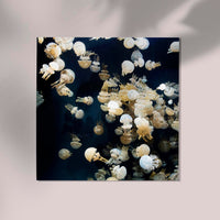 Jellyfishes, The Monterey Bay Aquarium – Fotografie-Poster von Carol M. Highsmith — Ansicht 2