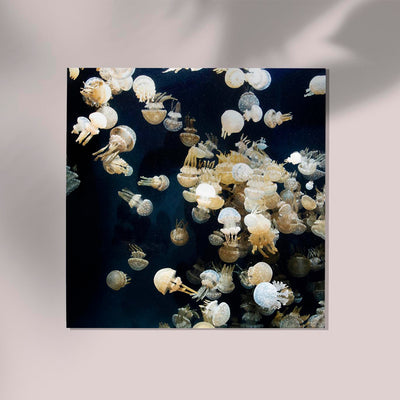 Jellyfish, The Monterey Bay Aquarium – Photography Poster by Carol M. Highsmith