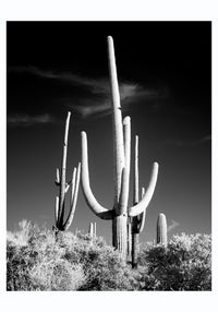 Saguaro Cactus near Tucson, Arizona – Kunstdruck von Carol M. Highsmith — Ansicht 3