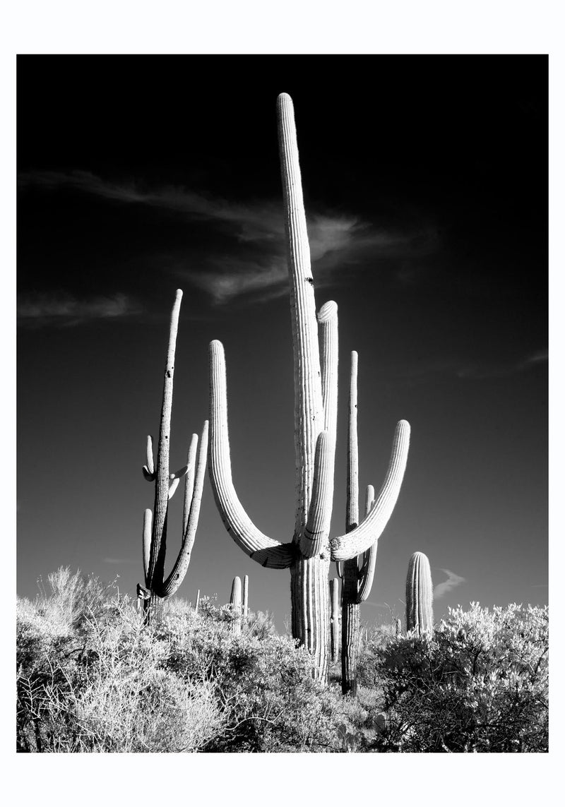 Saguaro Cactus near Tucson, Arizona – Kunstdruck von Carol M. Highsmith — Ansicht 3