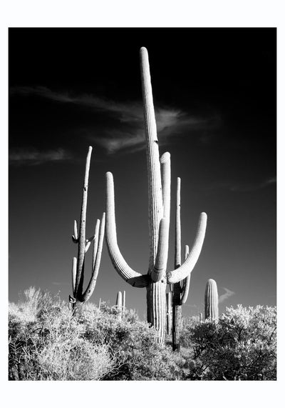 Saguaro Cactus near Tucson, Arizona – Art Print by Carol M. Highsmith