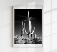 Saguaro Cactus near Tucson, Arizona – Kunstdruck von Carol M. Highsmith — Ansicht 1
