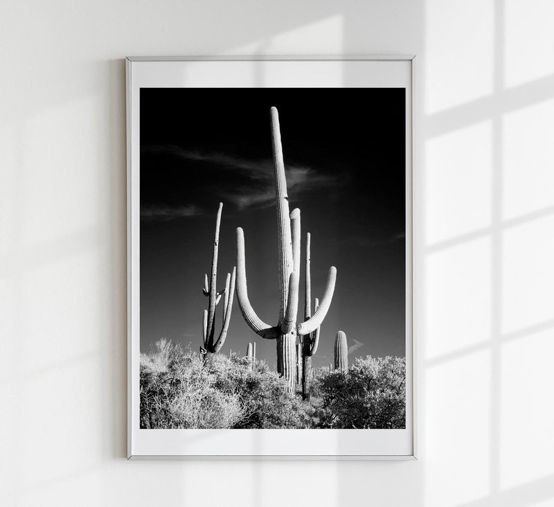 Saguaro Cactus near Tucson, Arizona – Kunstdruck von Carol M. Highsmith — Patroa Studio