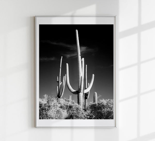Saguaro Cactus near Tucson, Arizona – Art Print by Carol M. Highsmith