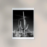 Saguaro Cactus near Tucson, Arizona – Kunstdruck von Carol M. Highsmith — Ansicht 2
