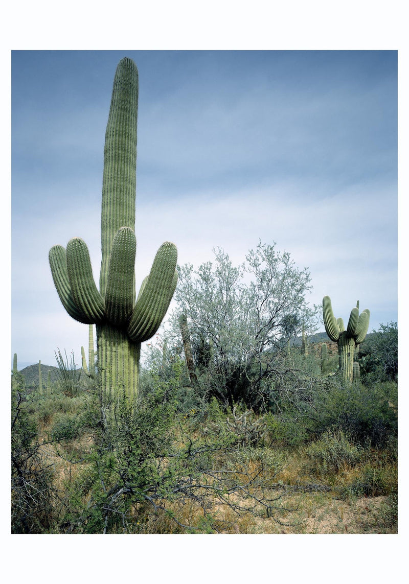 Saguaro Sentinel by Carol M. Highsmith – Fotografie-Poster — Ansicht 3