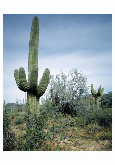 Saguaro Sentinel by Carol M. Highsmith – Fotografie-Poster