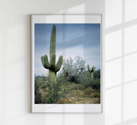Saguaro Sentinel by Carol M. Highsmith – Fotografie-Poster — Ansicht 1