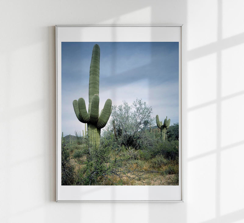 Saguaro Sentinel by Carol M. Highsmith – Fotografie-Poster — Patroa Studio