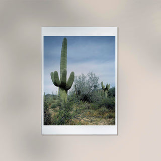 Saguaro Sentinel by Carol M. Highsmith