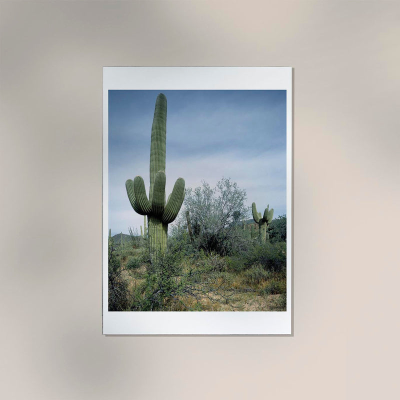 Saguaro Sentinel by Carol M. Highsmith – Fotografie-Poster — Ansicht 2
