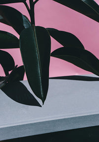 Close up of Indoor Rubber Plant – Macro Art Print by Patroa Studio — Ansicht 3
