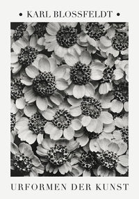 Karl Blossfeldt Plant Photogravure Nr 2 – Kunstdruck Achillea — Ansicht 1