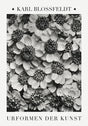 Karl Blossfeldt Plant Photogravure Nr 2 – Kunstdruck Achillea