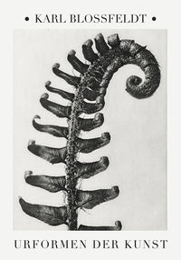Karl Blossfeldt Plant Photogravure No. 3 — Ansicht 1