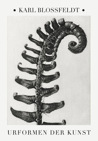 Karl Blossfeldt Plant Photogravure Nr 3