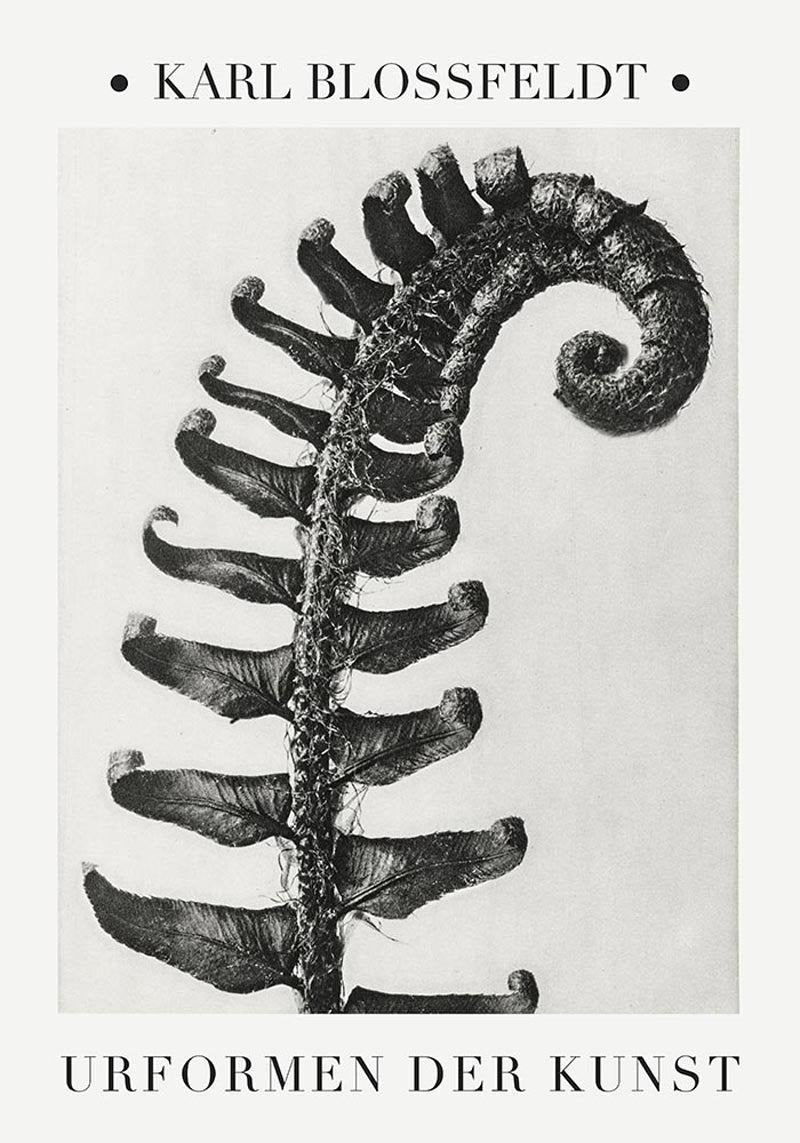 Karl Blossfeldt Plant Photogravure No. 3 — Patroa Studio