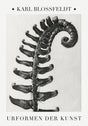 Karl Blossfeldt Plant Photogravure No. 3