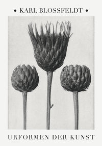 Karl Blossfeldt Plant Photogravure No. 4 – Serratula nudicaulis Fine Art Print — Ansicht 1
