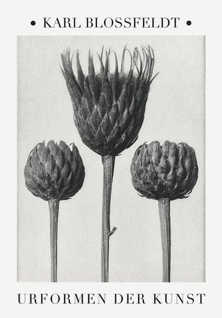 Karl Blossfeldt Plant Photogravure Nr 4 – Serratula nudicaulis Kunstdruck