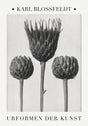 Karl Blossfeldt Plant Photogravure No. 4 – Serratula nudicaulis Fine Art Print
