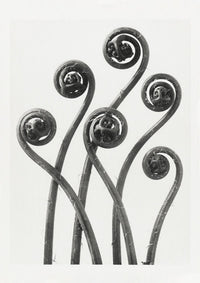 Karl Blossfeldt Plant Photogravure Nr 5 – Kunstdruck Photogravure — Ansicht 1