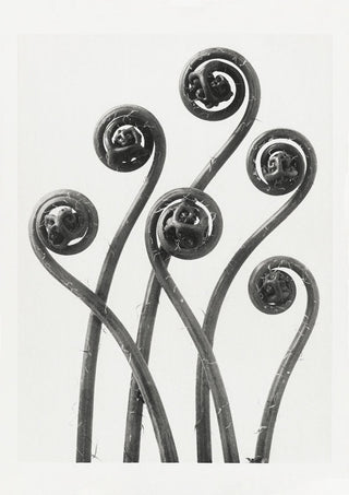 Karl Blossfeldt Plant Photogravure Nr 5