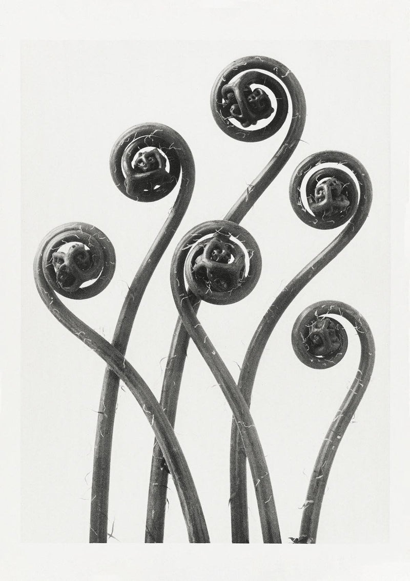 Karl Blossfeldt Plant Photogravure Nr 5 – Kunstdruck Photogravure — Patroa Studio