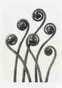 Karl Blossfeldt Plant Photogravure Nr 5 – Kunstdruck Photogravure