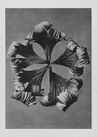 Karl Blossfeldt Plant Photogravure Nr. 6 – Kunstdruck Berlin — Ansicht 1