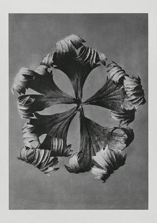 Karl Blossfeldt Plant Photogravure Nr 6