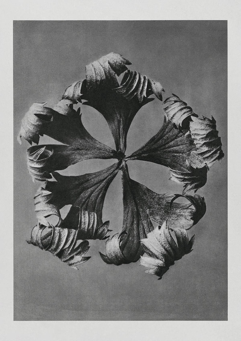 Karl Blossfeldt Plant Photogravure Nr. 6 – Kunstdruck Berlin — Patroa Studio