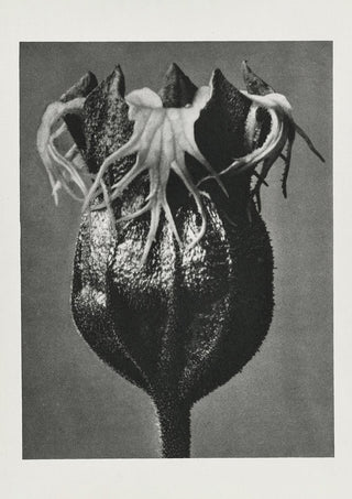 Karl Blossfeldt Plant Photogravure Nr 7