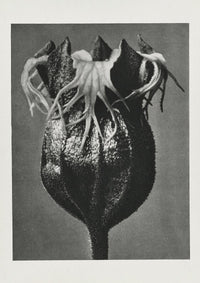 Karl Blossfeldt Plant Photogravure No. 7 - Art Print — Ansicht 1