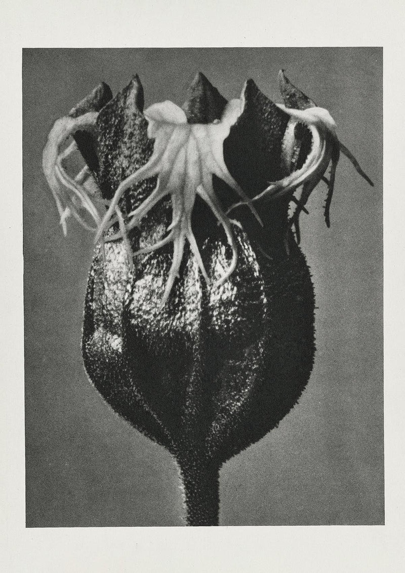 Karl Blossfeldt Plant Photogravure No. 7 - Art Print — Patroa Studio