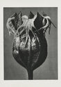 Karl Blossfeldt Plant Photogravure No. 7 - Art Print