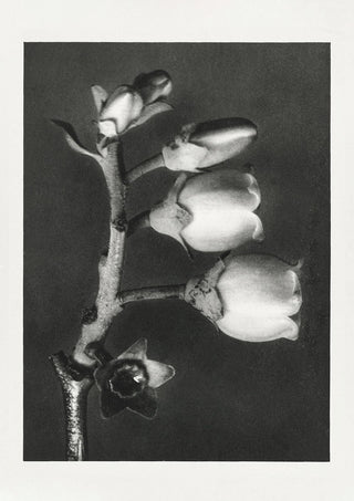 Karl Blossfeldt Plant Photogravure Nr 8