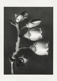 Karl Blossfeldt Plant Photogravure No. 8 – Photogravure Print Poster — Ansicht 1