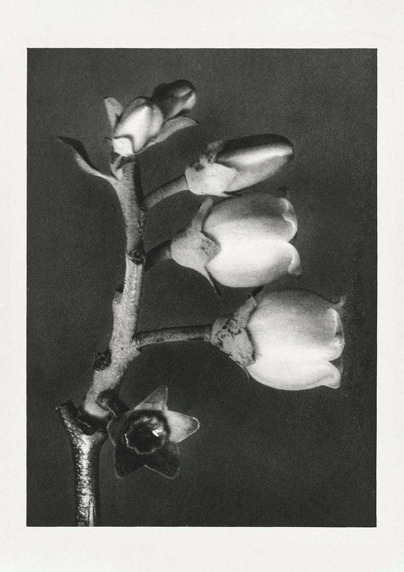 Karl Blossfeldt Plant Photogravure No. 8 – Photogravure Print Poster — Patroa Studio